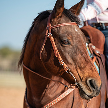 Reins